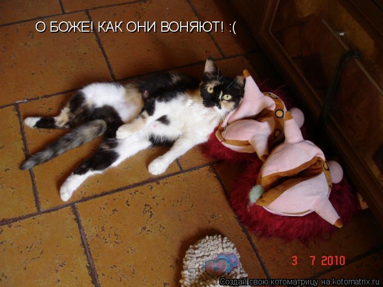 Котоматрица: О БОЖЕ! КАК ОНИ ВОНЯЮТ! :(