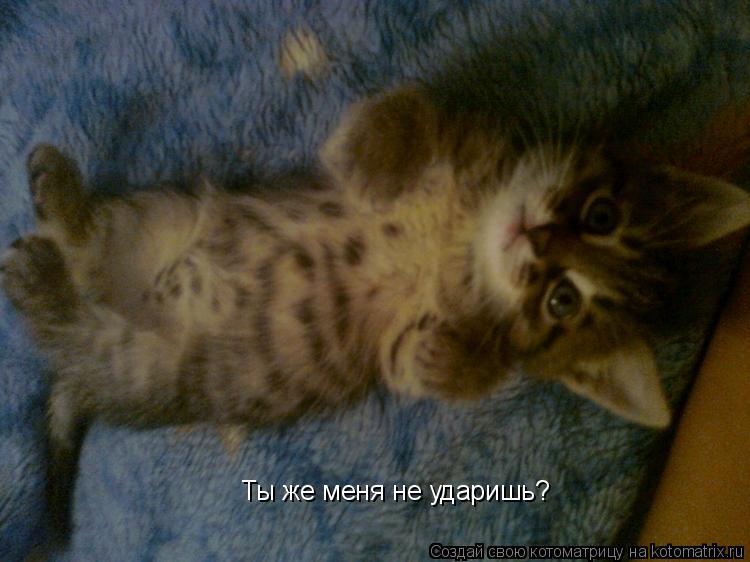 Котоматрица: Ты же меня не ударишь?