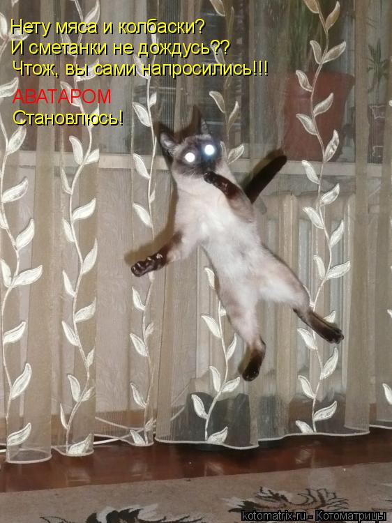Котоматрица: Нету мяса и колбаски? И сметанки не дождусь?? Чтож, вы сами напросились!!! АВАТАРОМ Становлюсь!