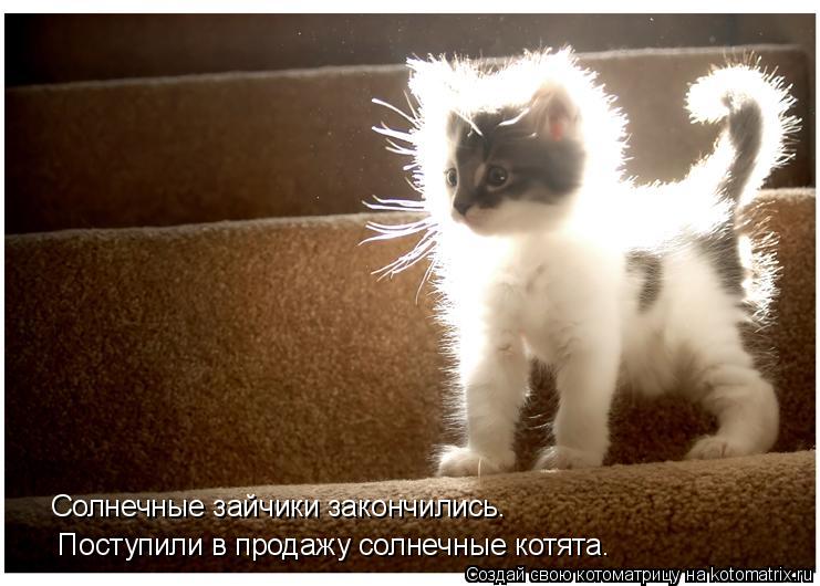 Котоматрица: Солнечные зайчики закончились.   Поступили в продажу солнечные котята.