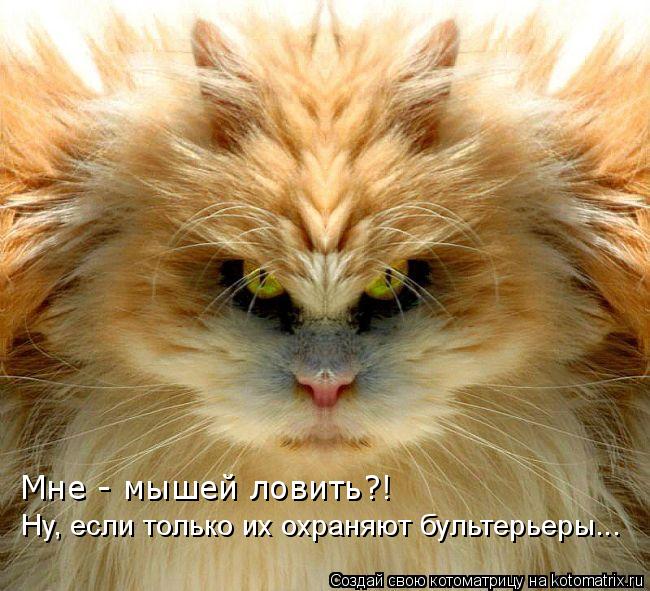 Котоматрица: Мне - мышей ловить?! Ну, если только их охраняют бультерьеры...