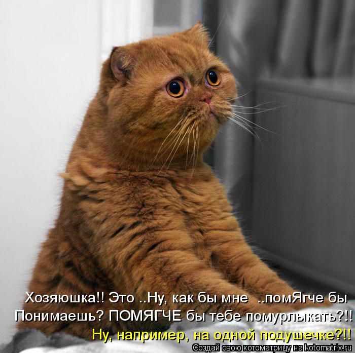 Котоматрица: Хозяюшка!! Это ..Ну, как бы мне  ..помЯгче бы Понимаешь? ПОМЯГЧЕ бы тебе помурлыкать?!! Ну, например, на одной подушечке?!!