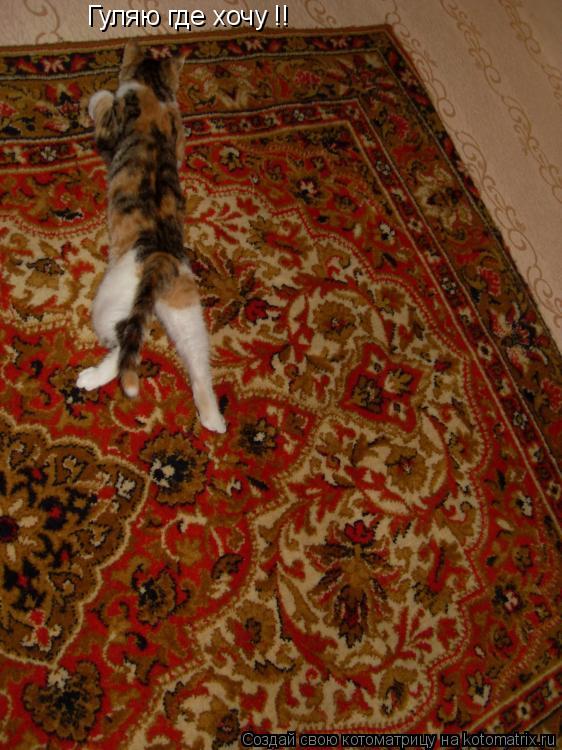 Гуляю где хочу !!... Котоматрица: Гуляю где хочу !!