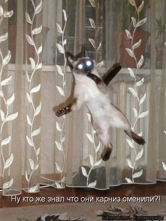 Котоматрица: Ну кто же знал что они карниз сменили?!