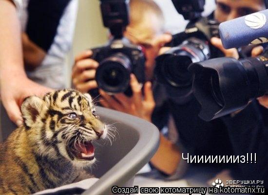 Котоматрица: Чиииииииз!!!