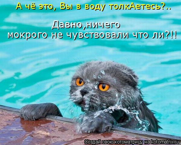 Котоматрица: Давно,ничего  мокрого не чувствовали что ли?!! А чё это, Вы в воду толкАетесь?..