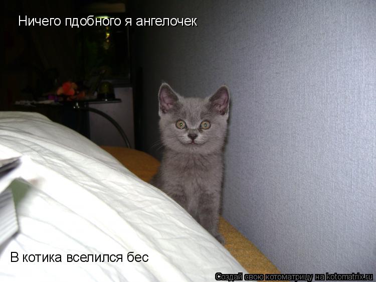 Котоматрица: В котика вселился бес Ничего пдобного я ангелочек