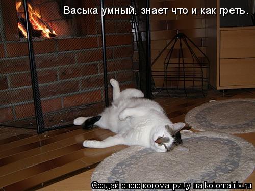 Котоматрица: Васька умный, знает что и как греть.