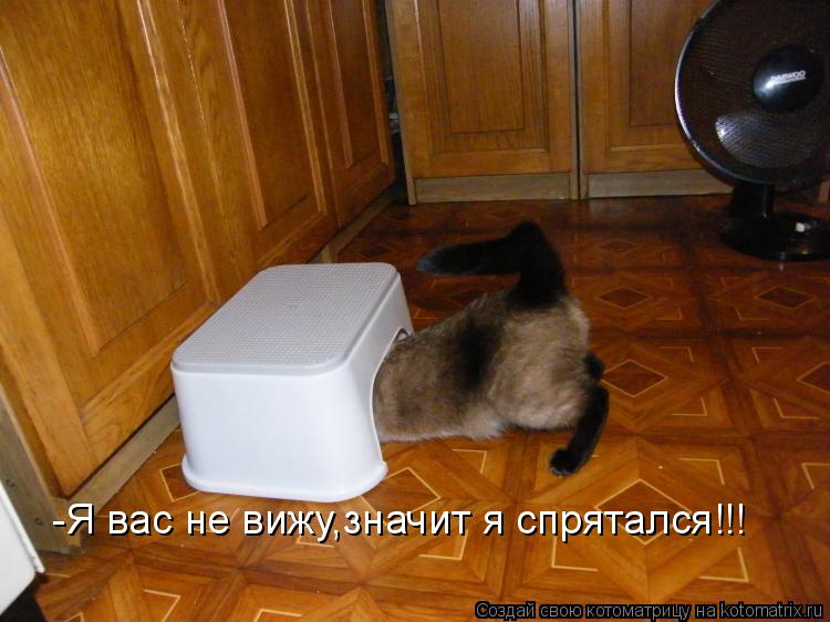 Котоматрица: -Я вас не вижу,значит я спрятался!!!