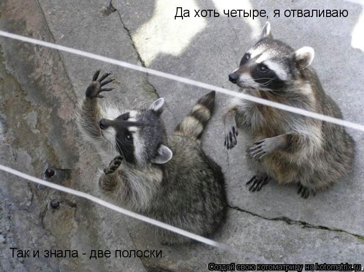 Котоматрица: Так и знала - две полоски Да хоть четыре, я отваливаю