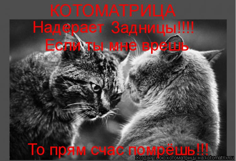 Котоматрица: КОТОМАТРИЦА Надерает Задницы!!!! Если ты мне врешь То прям счас помрёшь!!!