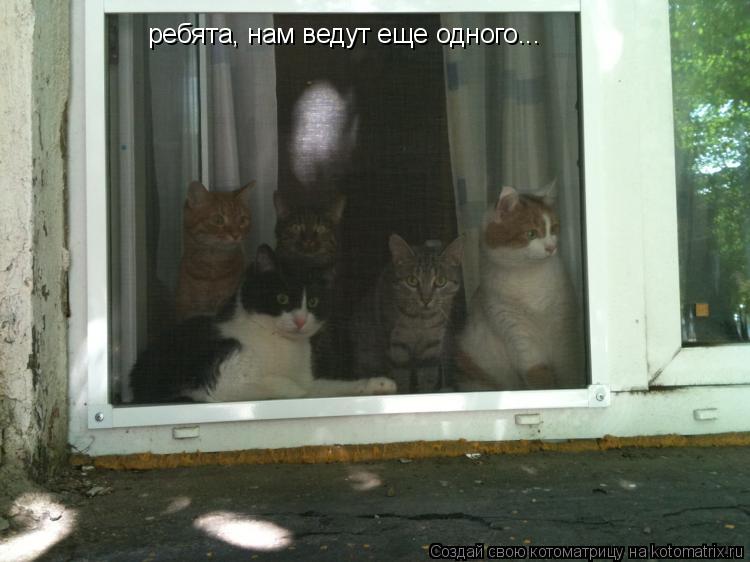 Котоматрица: ребята, нам ведут еще одного...