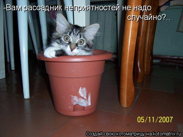 Котоматрица: -Вам рассадник неприятностей не надо случайно?..