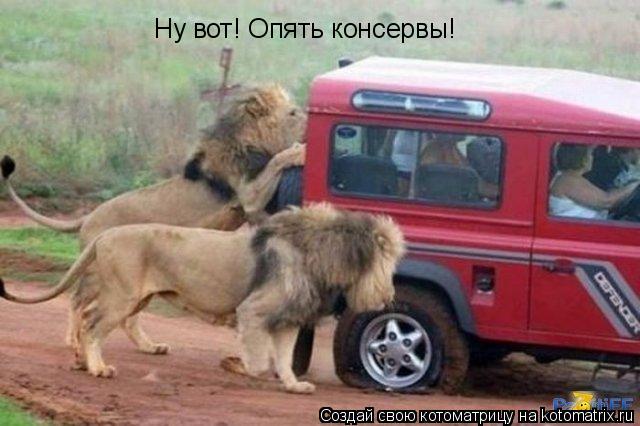 Котоматрица: Ну вот! Опять консервы!