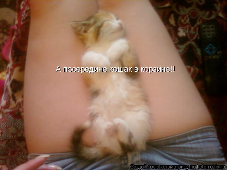 Котоматрица: А посередине кошак в корзине!!
