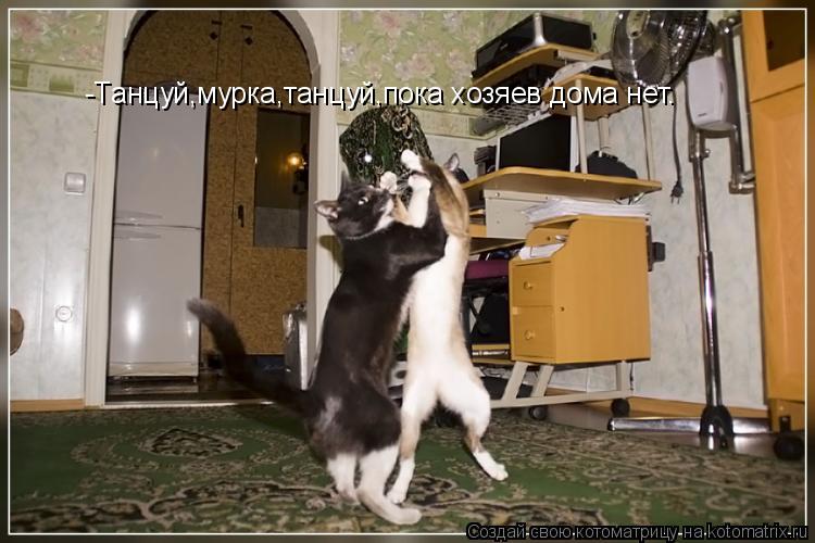 Котоматрица: -Танцуй,мурка,танцуй,пока хозяев дома нет.