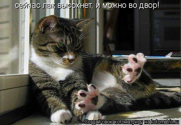 Котоматрица: сейчас лак высохнет, и можно во двор!