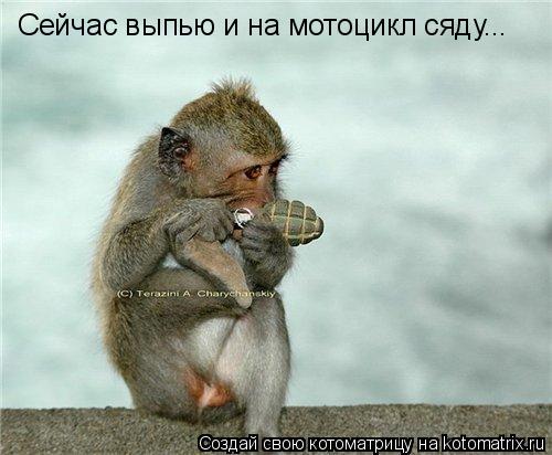Котоматрица: Сейчас выпью и на мотоцикл сяду...