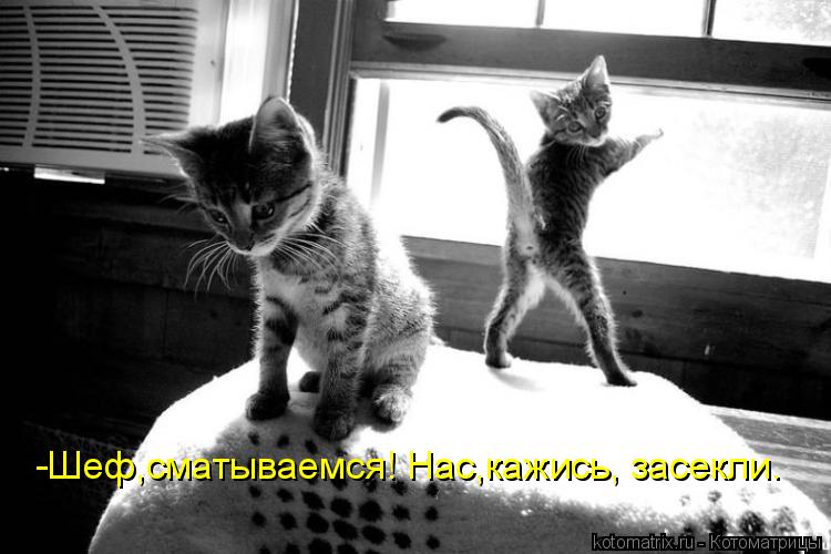 Котоматрица: -Шеф,сматываемся! Нас,кажись, засекли.