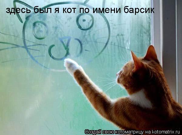 Котоматрица: здесь был я кот по имени барсик