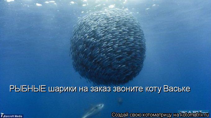 Котоматрица: РЫБНЫЕ шарики на заказ звоните коту Ваське