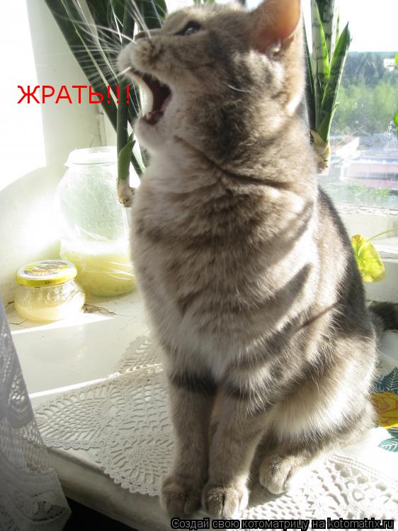 Котоматрица: ЖРАТЬ!!!