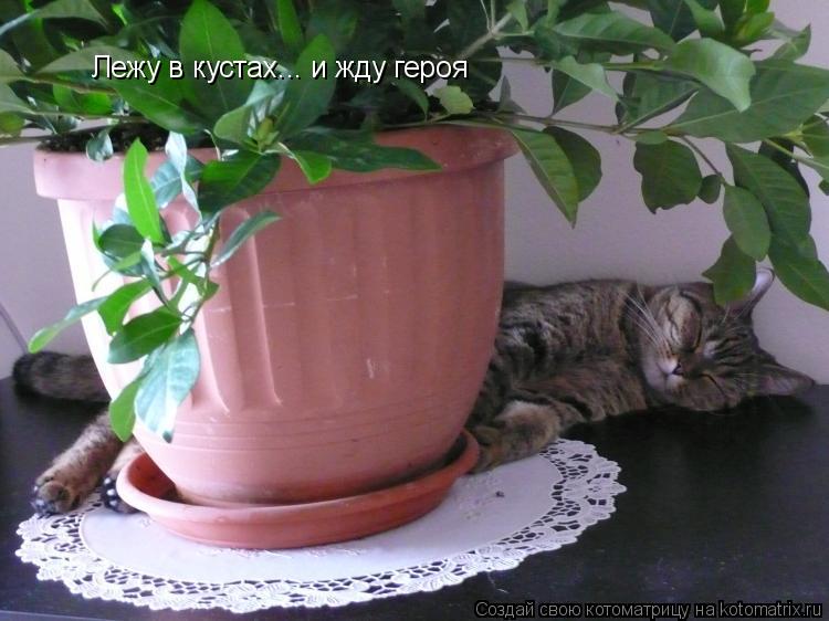 Котоматрица: Лежу в кустах... и жду героя