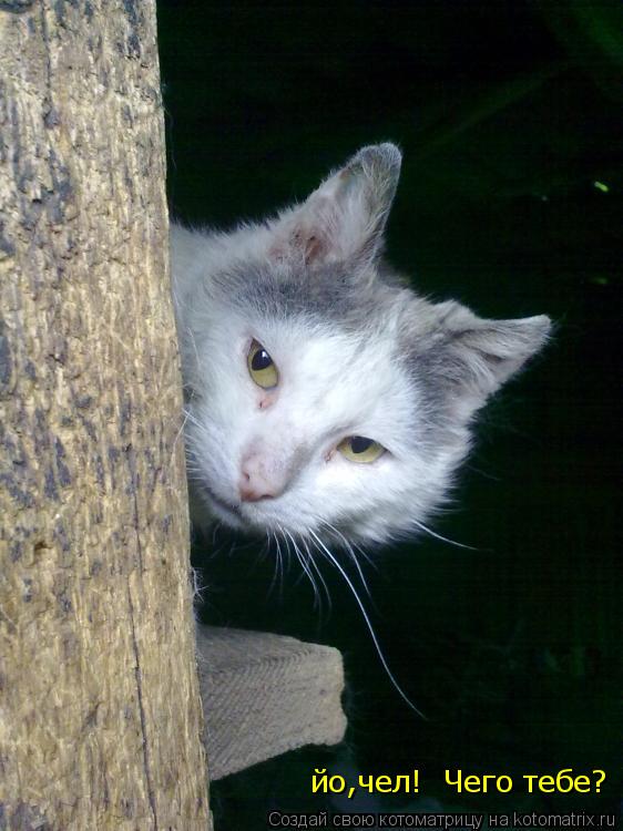 Котоматрица: йо,чел!  Чего тебе?