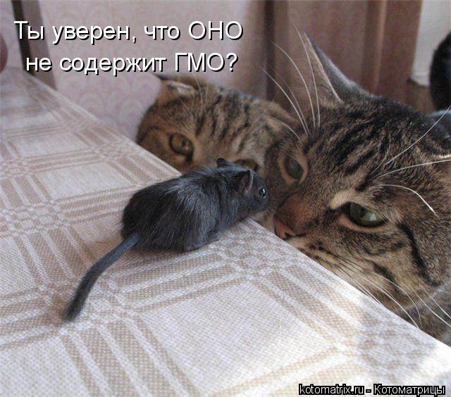 Котоматрица: Ты уверен, что ОНО  не содержит ГМО?