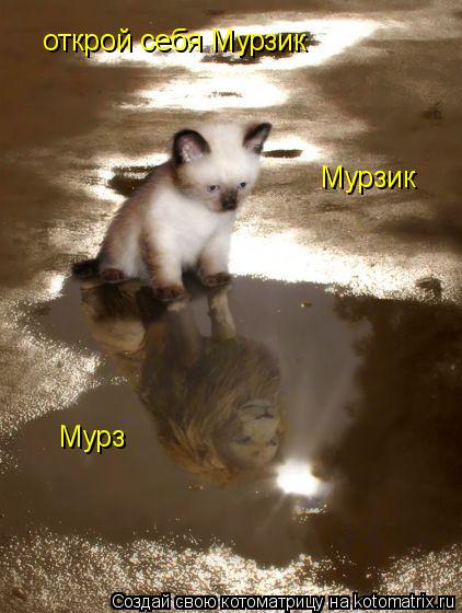 Котоматрица: открой себя Мурзик  Мурзик  Мурз