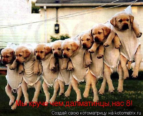 Котоматрица: Мы круче чем далматинцы,нас 8!