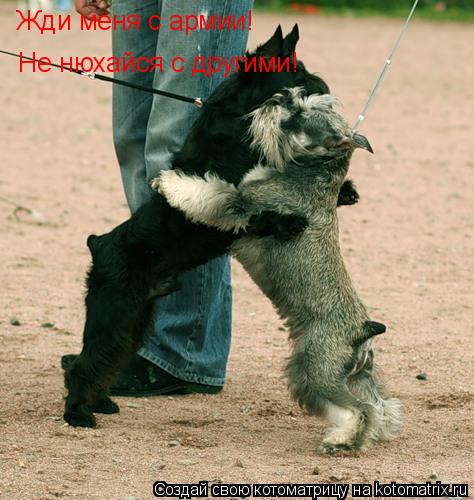 Котоматрица: Жди меня с армии! Не нюхайся с другими!
