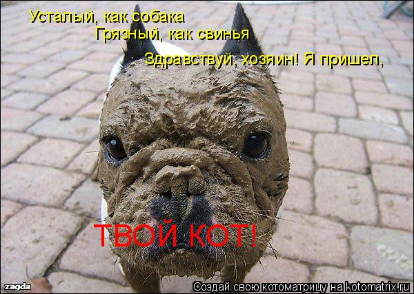 Котоматрица: Усталый, как собака Грязный, как свинья Здравствуй, хозяин! Я пришел, ТВОЙ КОТ!