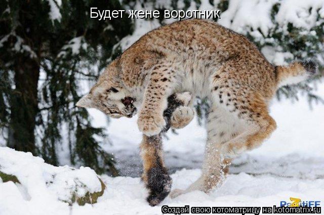 Котоматрица: Будет жене воротник
