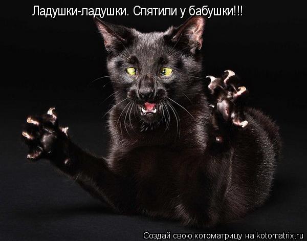 Котоматрица: Ладушки-ладушки. Спятили у бабушки!!!