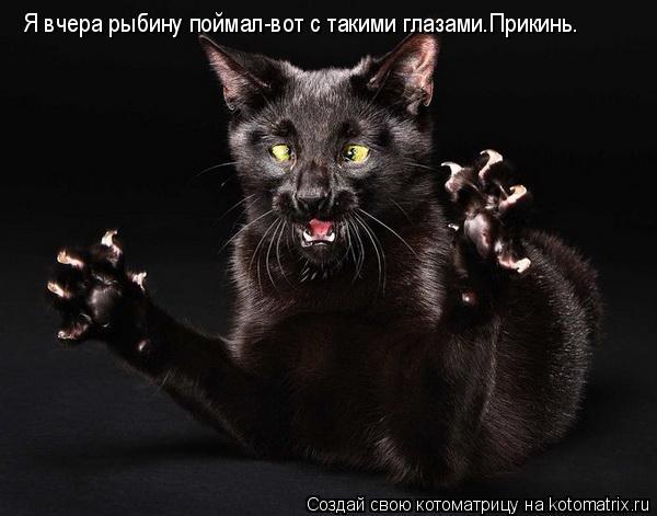 Котоматрица: Я вчера рыбину поймал-вот с такими глазами.Прикинь.