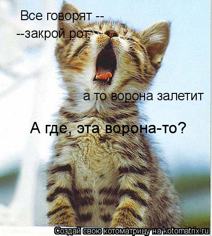 Котоматрица: Все говорят -- --закрой рот, а то ворона залетит А где, эта ворона-то?