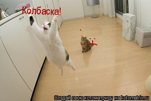 Котоматрица: Колбаска! :-(