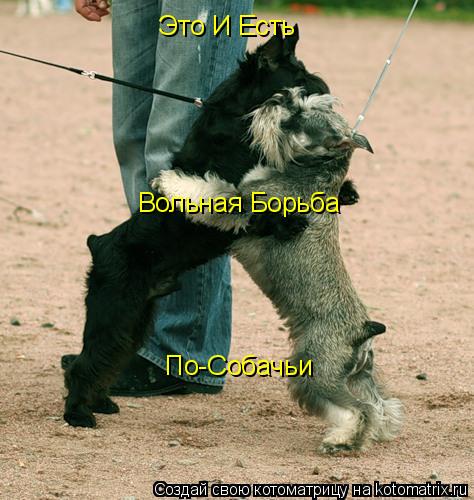Котоматрица: Это И Есть Вольная Борьба По-Собачьи