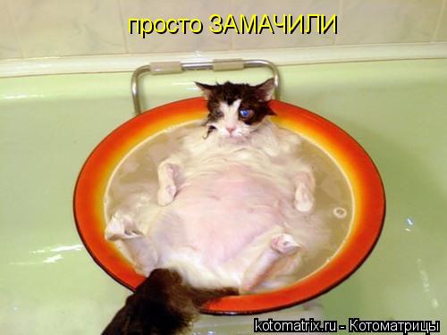 Котоматрица: просто ЗАМАЧИЛИ