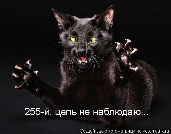 Котоматрица: 255-й, цель не наблюдаю...