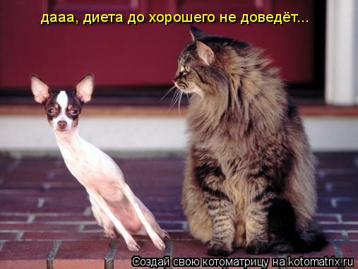 Котоматрица: дааа, диета до хорошего не доведёт...