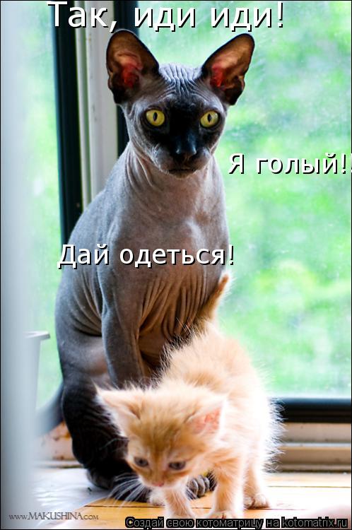 Котоматрица: Так, иди иди! Я голый!!! Дай одеться!
