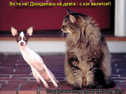 Котоматрица: Во те на! Досиделась на диете - с ног валится!!