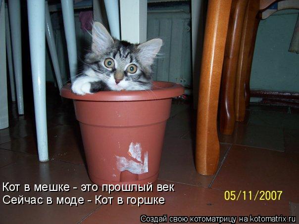 Котоматрица: Сейчас в моде - Кот в горшке Кот в мешке - это прошлый век