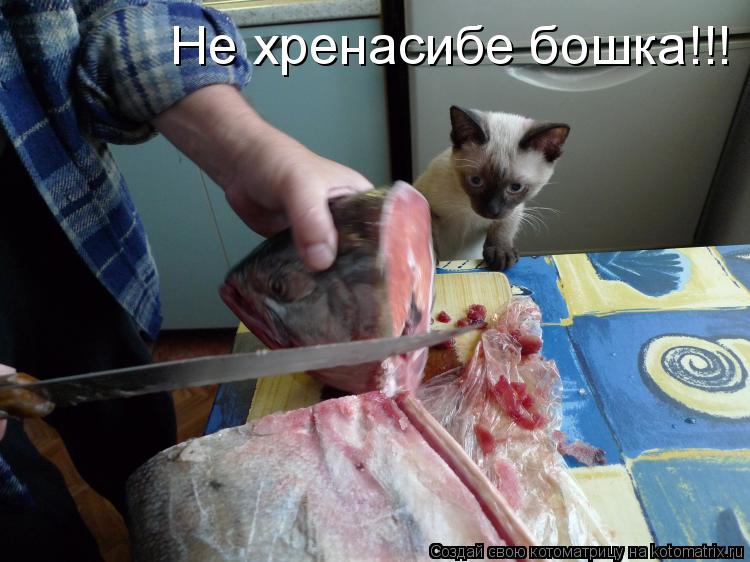 Котоматрица: Не хренасибе бошка!!!