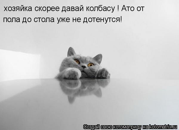 Котоматрица: хозяйка скорее давай колбасу ! Ато от  пола до стола уже не дотенутся!