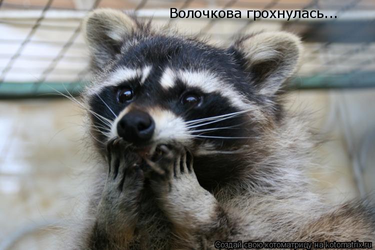 Котоматрица: Волочкова грохнулась...