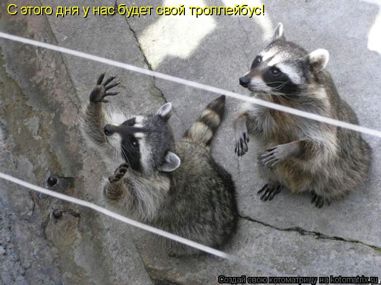 Котоматрица: С этого дня у нас будет свой троллейбус!