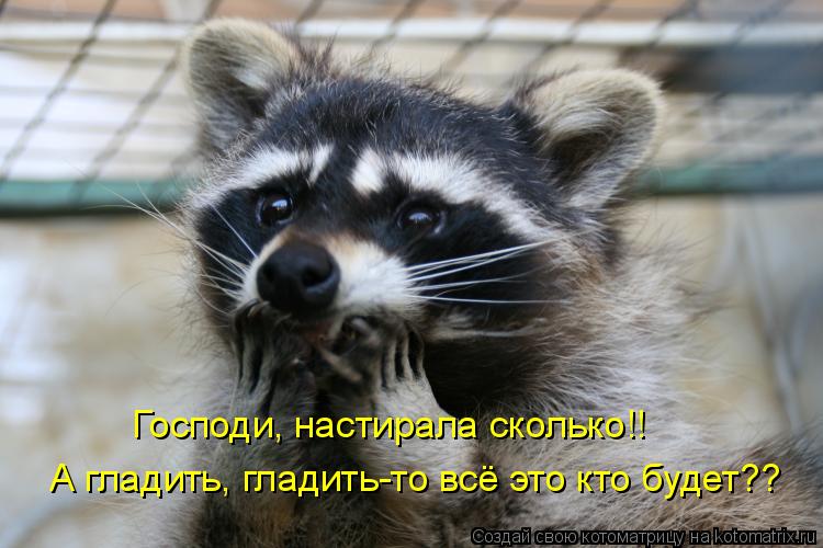 Господи, настирала сколько!! А гладить, гладить-то всё это кто будет??... Котоматрица: Господи, настирала сколько!! А гладить, гладить-то всё это кто будет??